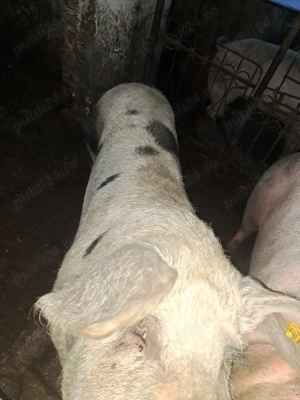 Vănd porc de sacrificat