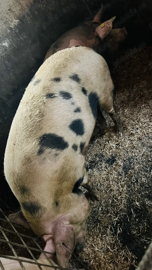 Porci pentru Crăciun  - imagine 2