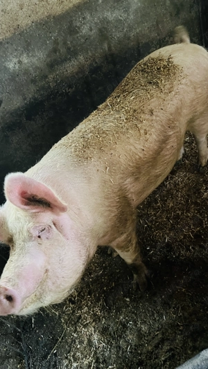 Porci pentru Crăciun  - imagine 3