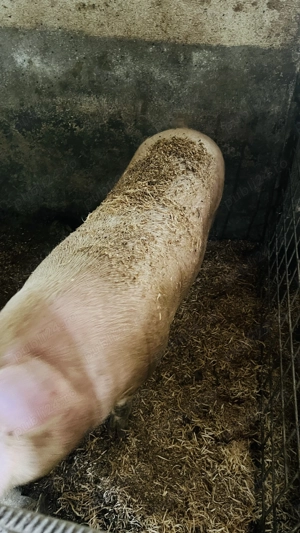 Porci pentru Crăciun  - imagine 4