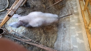 Scrofita pietrain  - imagine 2