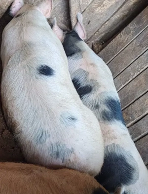 Porci metis Marele Alb   Pietrain pestriț   150 170 kg, crescuți 100% natural - imagine 2