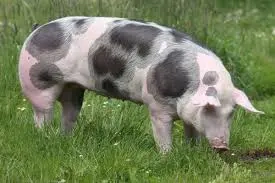 Porci metis Marele Alb   Pietrain pestriț   150 170 kg, crescuți 100% natural
