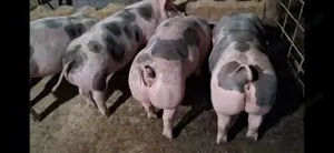 Porci metis Marele Alb   Pietrain pestriț   150 170 kg, crescuți 100% natural - imagine 4