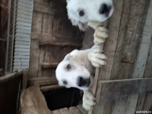 donație Kangal și cățea ciobănesc