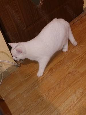 Pisica british shorthair White 