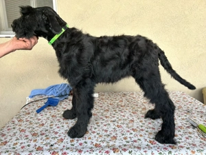 Pui Schnauzer uriaș cu pedigree  - imagine 3