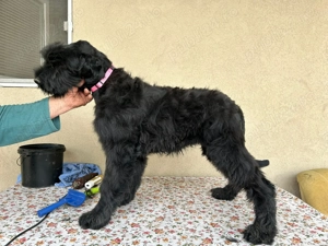 Pui Schnauzer uriaș cu pedigree  - imagine 4