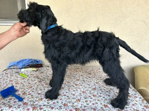 Pui Schnauzer uriaș cu pedigree  - imagine 2