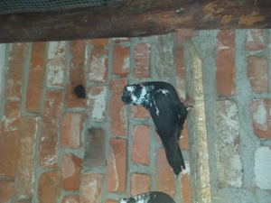 Vand mascul jucător de timisoara 