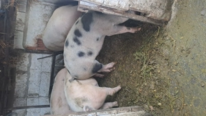 Porc de vanzare  - imagine 5