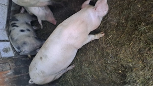 Porc de vanzare  - imagine 7