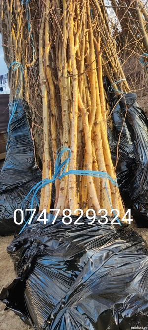 puieți de mesteacăn alb 