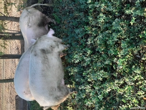 vând porci de carne crescuți in gospodărie.  . 