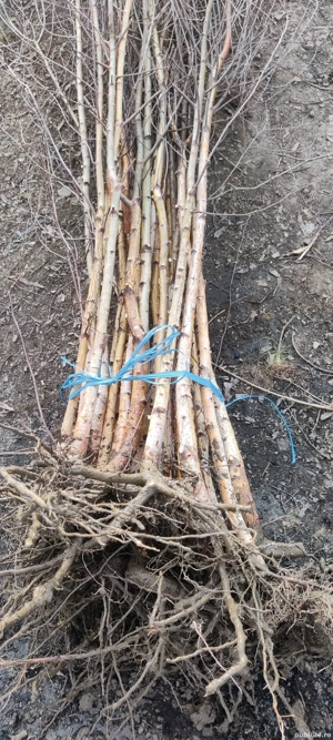 puieți de mesteacăn alb înălțime 2 metri 