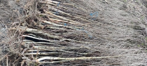 puieți de mesteacăn alb înălțime 2 metri 