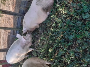 vând porci de carne crescuți in gospodărie.  .  - imagine 2