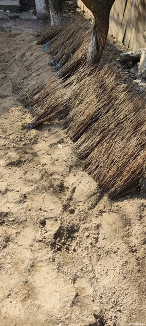 puieți de salcâm cu creșterea dublă 