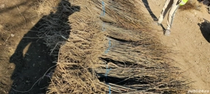 puieți de salcâm cu creșterea dublă 