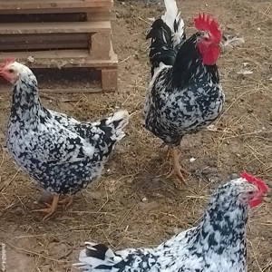 Găini pita pinta Asturiana