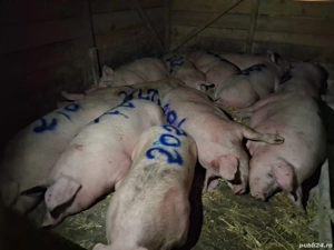 vând porci Rasa de calitate Marele Alb &Pic 200-318 kg 