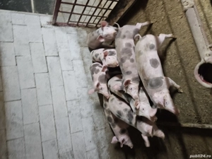 șuldan 30 45 kg - imagine 2