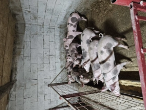 șuldan 30 45 kg - imagine 4