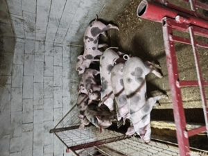 șuldan 30 45 kg - imagine 3