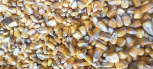 Vând porumb producția anului 2025