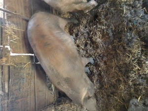 Vând trei  porci tineri  greutate 130 -140 și  unul de 150-170kg - imagine 5