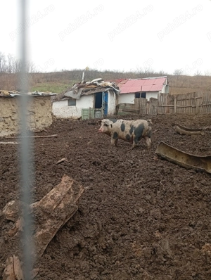 Vând un porc de rasa crescuta natural