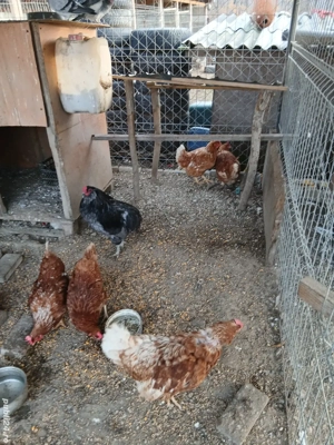 Gaini isa braun si cocos arsucana