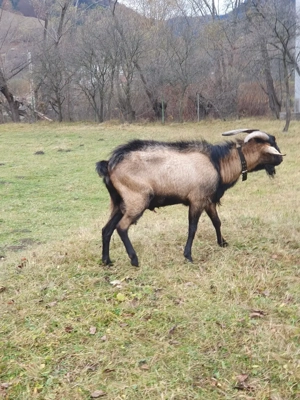 Vând țap alpin francez masiv, 2 ani jumate. - imagine 3