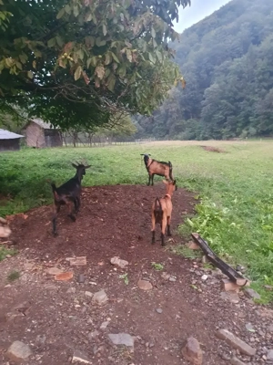 Vând țap alpin francez masiv, 2 ani jumate. - imagine 2