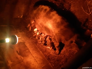 Porci pentru sacrificare carne bio