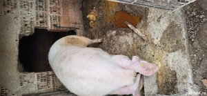 porc de vanzare - imagine 4