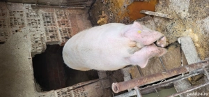 porc de vanzare - imagine 3