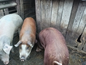 Vand porci  - imagine 2