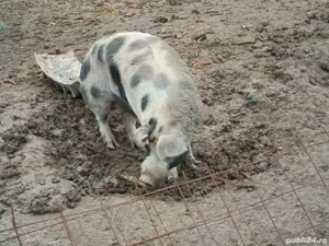 Porci de vanzare - imagine 3