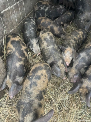 vand purcei de 8 saptamani