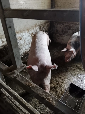 Porc landras crescut natural 