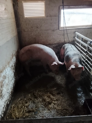 Porc landras crescut natural  - imagine 2