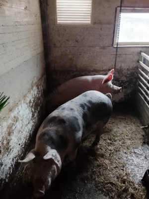 Porc landras crescut natural  - imagine 3