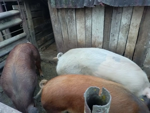 Vand porci 170 kg - imagine 2