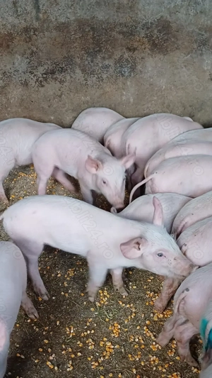 Purcei de vânzare8 săptămâni castrati