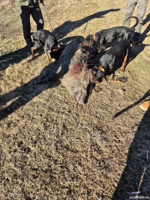 Câine de vânătoare copoi slovac - imagine 4