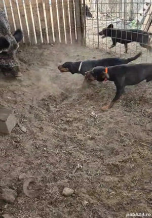 Câine de vânătoare copoi slovac - imagine 5