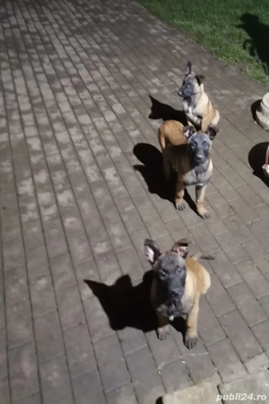 ciobanesc belgian - imagine 2