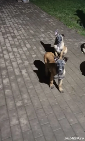 ciobanesc belgian - imagine 3