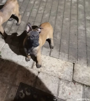 ciobanesc belgian - imagine 4